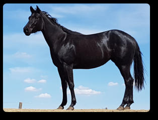 Black filly at two yrs old (2017)