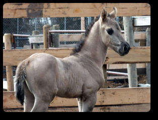 Windy at 4 months old (2014).Photo courtesy of Heartridge Performance Horses LLC