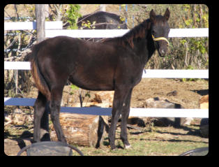 Black filly as a weanling (2014)