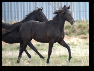 Black filly as a long yearling (Fall, 2015)