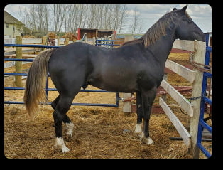 Quincy at 3 yrs old (May 2021) Black Silver EEaaZz