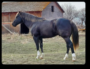 Quincy at 4 yrs old (Apr 2021) Black Silver EEaaZz