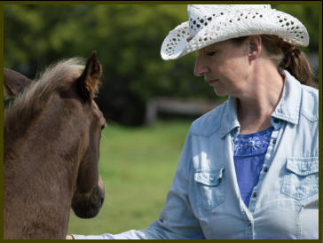 Dexter-quarter horse in water