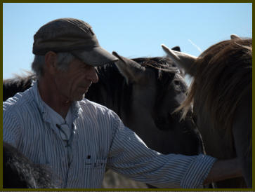 Dexter-quarter horse in water