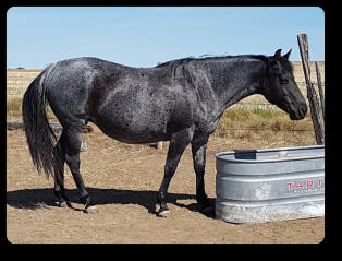Miss Indigo Quincy, Blue Roan Mare
