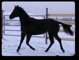 2014 Blue Roan Filly (EEaaRNrn)