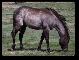2014 Blue Roan Filly (EEaaRNrn)