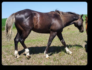 Quincy at 2 yrs old