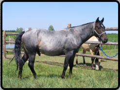 This horse is black with the white hair creating the illusion of a 'blue' body