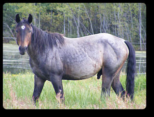 Blue is a Seal Brown Roan quarter horse (2 yrs old, 2013)